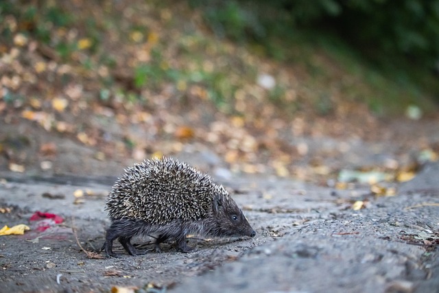 球转会市场 球转会市场
