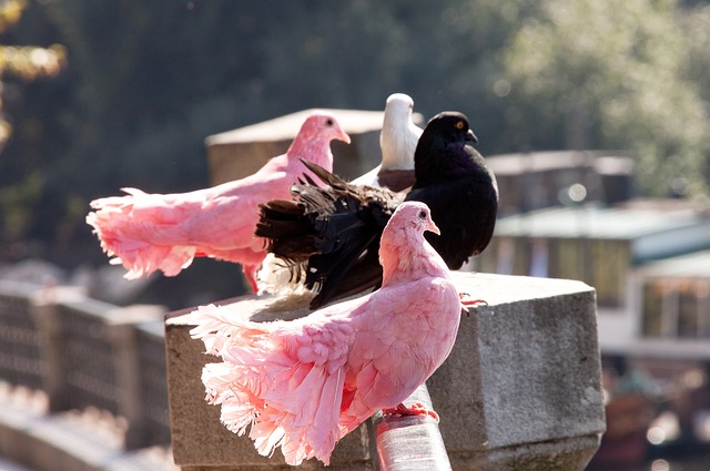 佳阵容的窗 佳阵容的窗