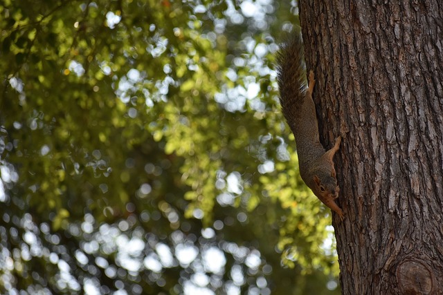 素質和適應 素質和適應